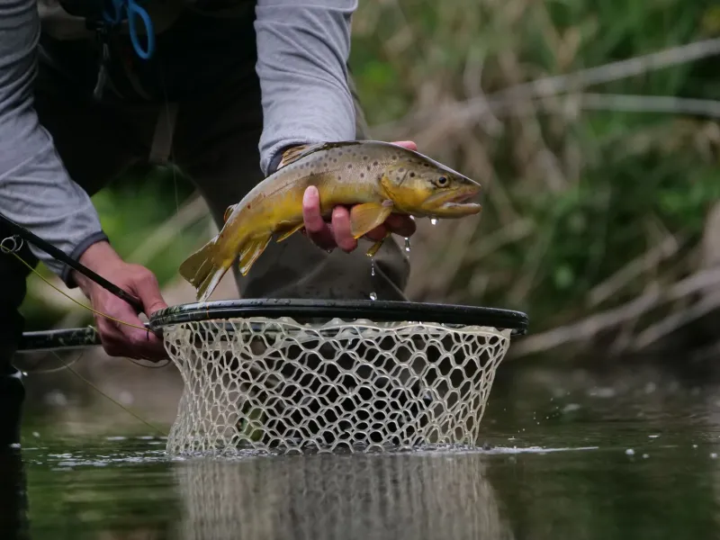Off the Beaten Bank: How Smart Anglers Are Finding Solitude and Trophy Fish on the Au Sable's Overlooked Water