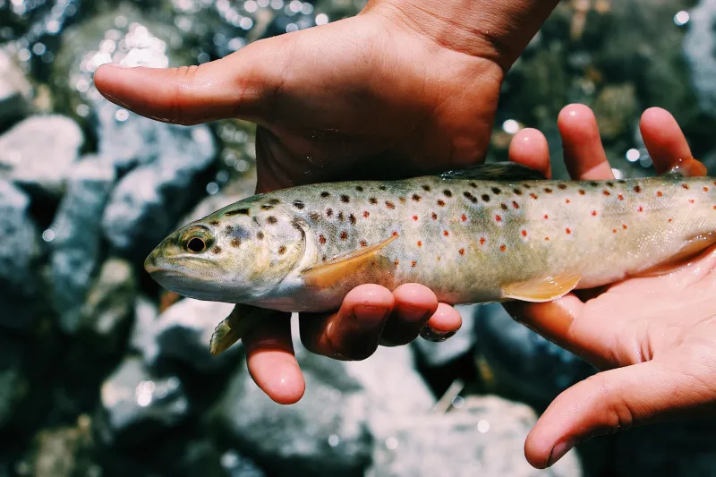 Beyond the Hex: The Au Sable's Underdog Hatches That Serious Anglers Keep to Themselves