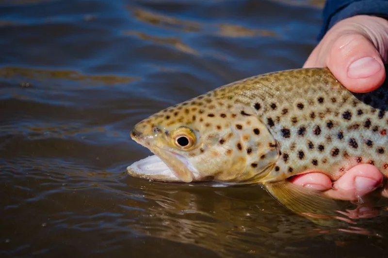 September's Secret: Why Serious Anglers Swap Summer Plans for Fall on the Au Sable