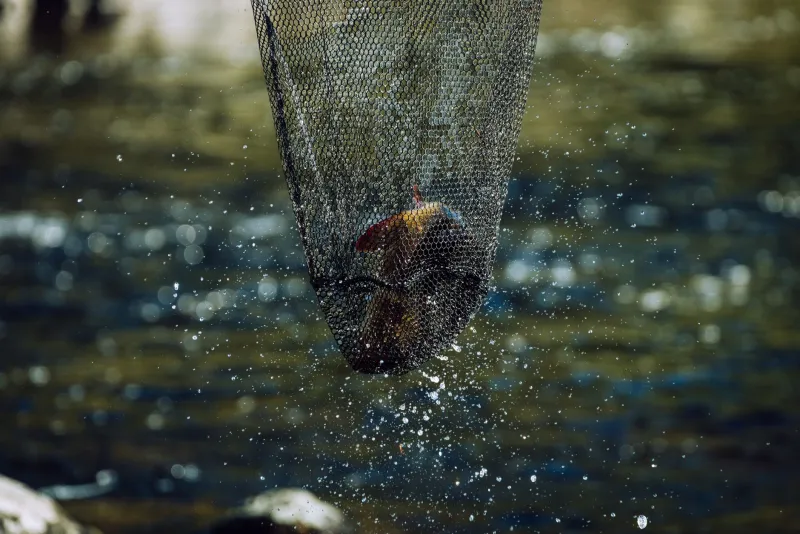 Pressure-Cooked: Fishing the Au Sable Smart When Everyone Else Is Already Out There