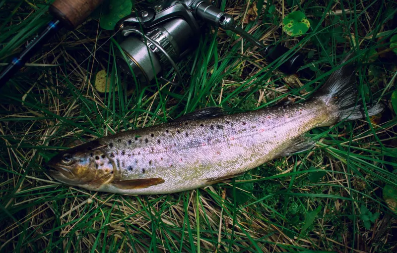 What's Happening Three Feet Down: Why Smart Au Sable Anglers Skip the Rise and Fish the Bank